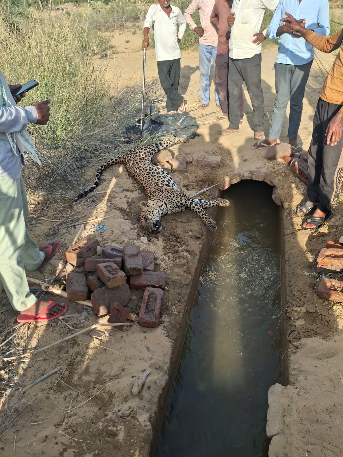 बीकानेर में इस जगह हुई तेंदुए की मौत, ग्रामीणों पर हमले की आशंका, वनविभाग और पुलिस पहुंची 