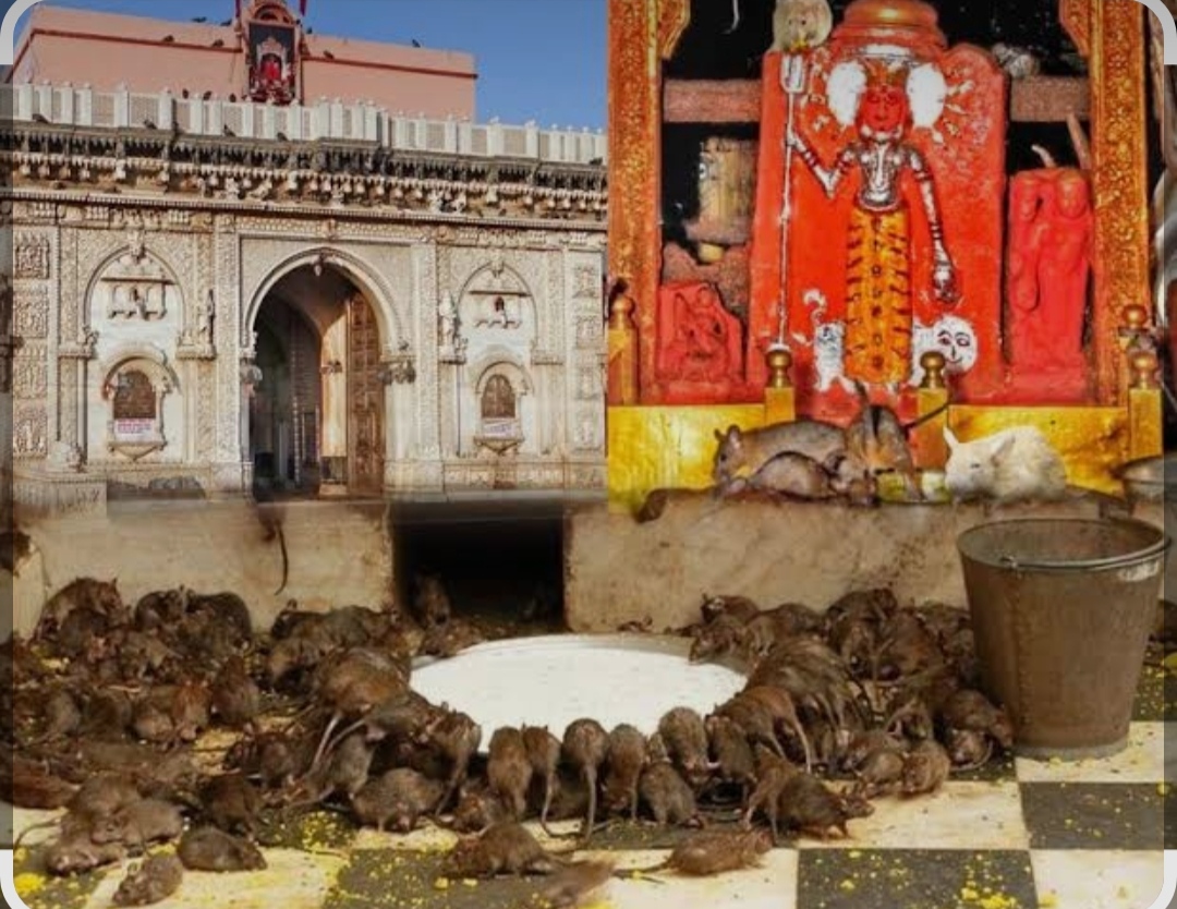 नवरात्रि पर मां करणी के दरबार में विशेष इंतजाम, पहली बार पांच कतारों में होंगे दर्शन